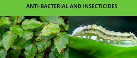 gallery/anti bacterial