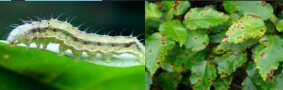gallery/worm and plant